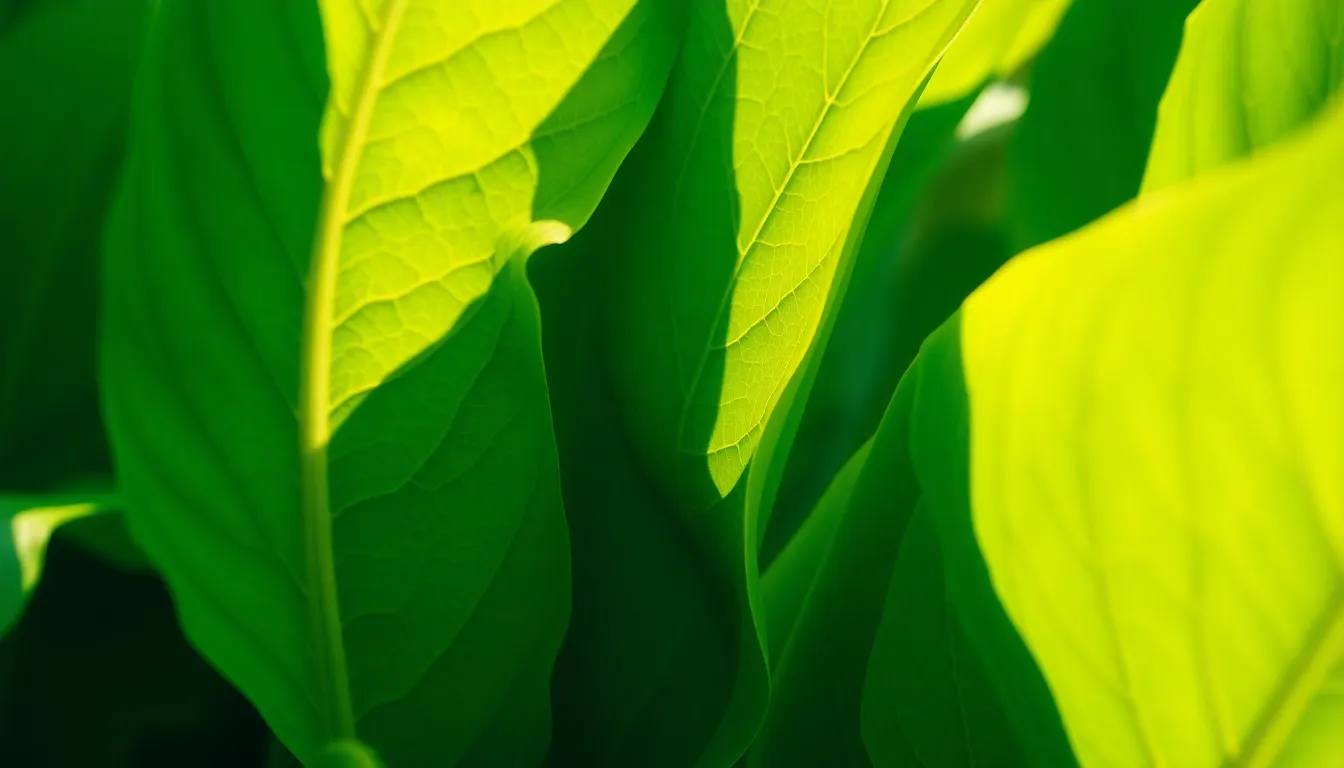 Nicotine: Facts and Effects