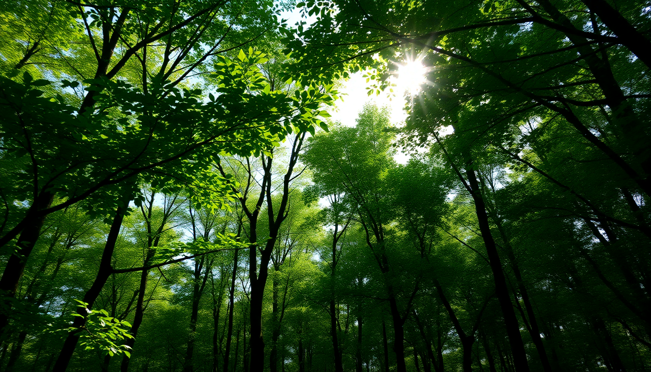 Importance and Proper Way of Planting Trees